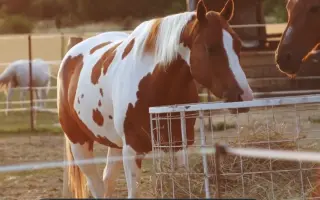 Pomôžte zabezpečiť seno pre 8 koní na celý rok