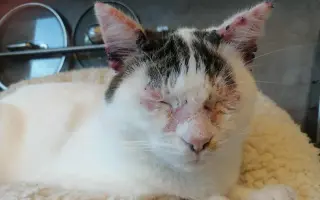 Zachráňme Miniho a dajme šancu aj tým, čo prídu po ňom Zachráňme Miniho a dajme šancu aj tým, čo prídu po ňom