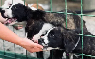 Pomôžte nám udržať  Farmu Happy - bezpečné miesto pre zvieratá