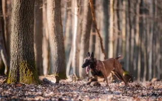 Podporme slovenské záchranárske psy na Majstrovstvách sveta 2026 v Slovinsku!