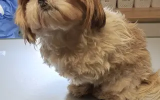 Pomôžte našim chorým senior psíkom - OZ pomoc psíkom Shih-tzu