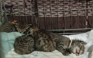 Pomôžte nám postaviť bezpečnú voliéru pre mačky bez domova