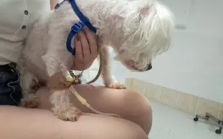 Pomôžme Maxovi znovu chodiť 🐾