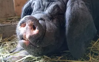 Chýba už len kúsok. Pomôžte nám presťahovať Azyl pre prasiatka a králiky.