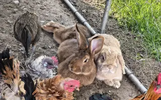 Farmička Monili : Spolu vybudujme lepšie miesto pre zvieratá
