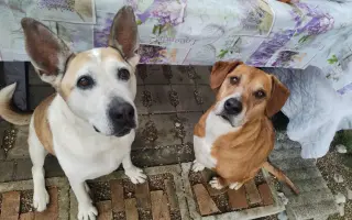 Stará chalúpka sa stala útočiskom pre tých, čo nevedia prosiť o pomoc