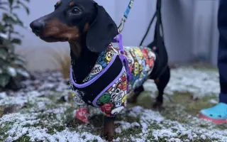 Dobby znovu chodí. Pomôžte mu opäť behať.