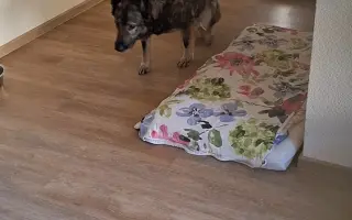 Darujme Šeďovi šancu na návrat k normálnemu životu