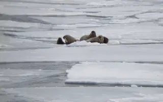 Svalbard: Pomôžte mi vydať knižku o tajomstvách ľadových Špicbergov