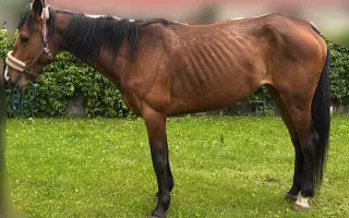 Pomôžme kobylke zvíťaziť nad bolesťou a následkami ťažkého zanedbania
