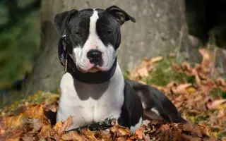 Pomôžte nám - k odkúpeniu raja pre OZ Záchranná stanica ANIMAL chýba ešte kúsok!