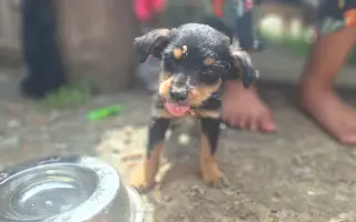Zachráň život zvierat z osady | Podpor SOS Psíky / SOS Doggies