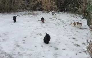 Dajme pouličným kocúrikom šancu prežiť zimu v zdraví