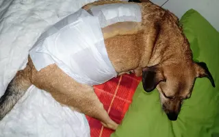 Druhá šanca pre Dobbyho zdravie