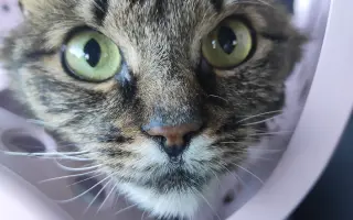 Pomôžte uhradiť náklady na liečbu najmilšieho Kocúra
