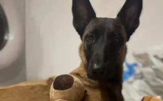 Pomôžte Lady znovu stáť na vlastných labkách