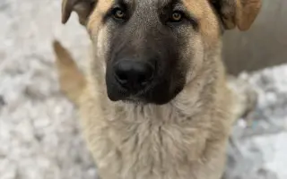 Podporme kastrácie v osade Rakúsy