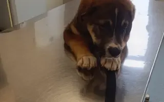 Pomôžte zabezpečiť koterce pre psíkov