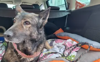 Darujme Šeďovi šancu na návrat k normálnemu životu