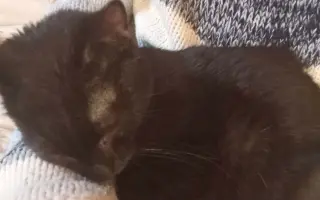 Pomôžme ochrániť 12 zachránených mačiek
