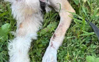 Pomôžte HAFKÁČOM ďalej zachraňovať psíkov