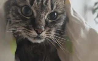 Pomôžte uhradiť náklady na liečbu najmilšieho Kocúra