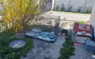 Pomôžme Eve starať sa aj naďalej o mačičky, ktoré ju potrebujú