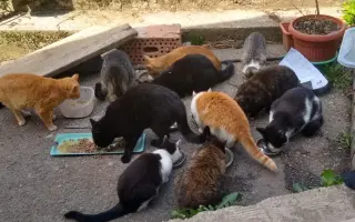 Pomôžte nám vyplatiť dlh za veterinárnu starostlivosť pre našich zverencov