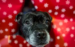 Pre Bessie, aby mohla ešte žiť naplno