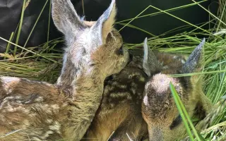 Zachráňme srnčatá pred kosbou!