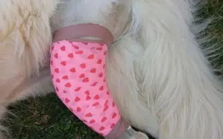 Pomôžme Ebbie po zrážke s autom