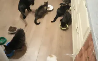 Strechu nad hlavou majú. PomôžMe nám naplniť aj ich misky.