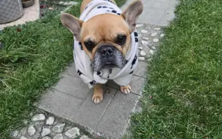 Prispejme na liečbu fenky Gigi