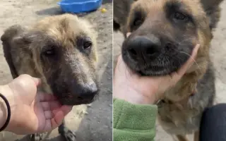 Zlepšime spoločne podmienky pre psíkov v útulku Šťastné labky