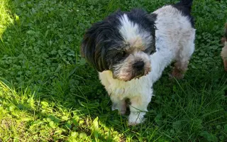 Pomôžte našim chorým senior psíkom - OZ pomoc psíkom Shih-tzu