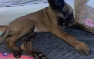 Pomôžte Lady znovu stáť na vlastných labkách