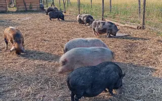 Chýba už len kúsok. Pomôžte nám presťahovať Azyl pre prasiatka a králiky.