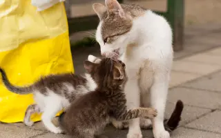 Pomôžte nám vyplatiť dlh za veterinárnu starostlivosť pre našich zverencov