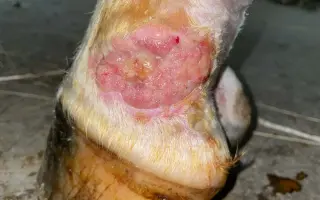 Pomôžte nášmu koníkovi Armanimu postaviť sa späť na nohy