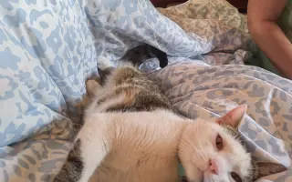 Salty bojuje o svoj tretí život – pomôžme mu vyhrať boj s FIP