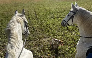 Jazdenie na koni Újazd | Podporate mladých farmárov v chove koní