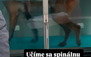 Pomôžte Lady znovu stáť na vlastných labkách