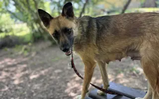 🧱 Pomôžte nám postaviť nový plot = viac bezpečia a slobody 🐾🐾