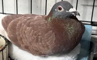 Pomôžme Vlaďke postaviť domov pre handicapované holuby