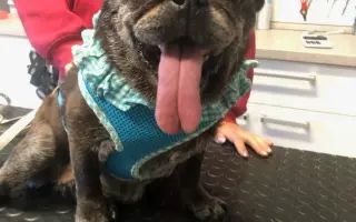 Pomohli ste Boženke a mopsím seniorom z MOPS v núdzi