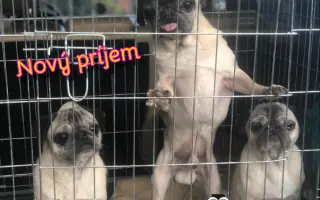 Pomôžte dať chorým mopsíkom šancu na život – MOPS v núdzi, o.z.