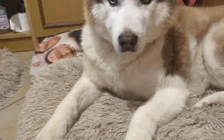 Keď labky slabnú, láska stále beží ďalej - pomôžme huskymu Hachiko