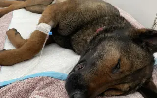 Veterinárna starostlivosť pre psy v osadách