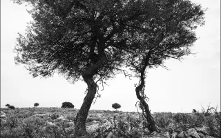 Wild poppy ceramics | Podpor kúpu šnekovacieho lisu na recykláciu hliny