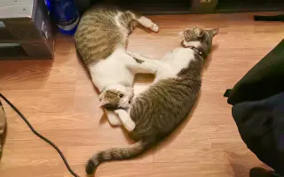 Salty bojuje o svoj tretí život – pomôžme mu vyhrať boj s FIP